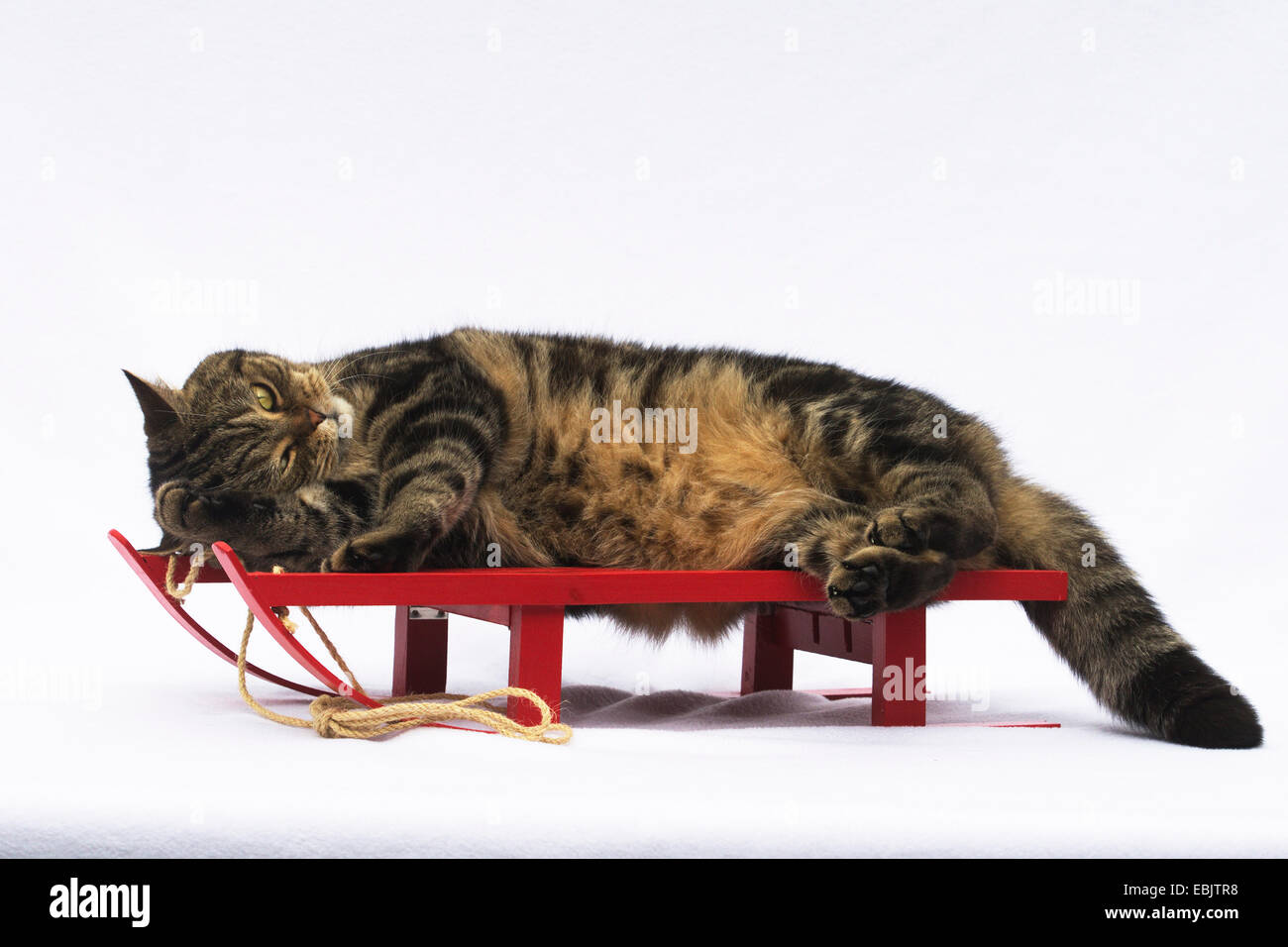 Britisch Kurzhaar (Felis Silvestris F. Catus), sieben Jahre alten Kater in schwarz classic Tabby liegend auf einem roten Deko-Schlitten Stockfoto
