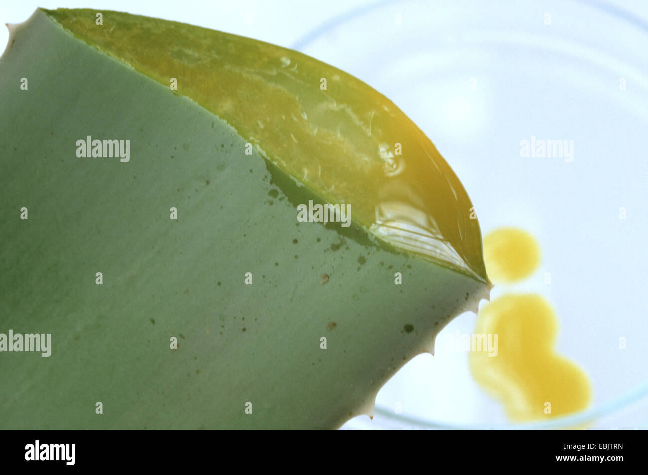 Aloe Vera (Aloe Vera, Aloe Barbadensis), frische Sap von einem Schnitt Blatt ablegen Stockfoto