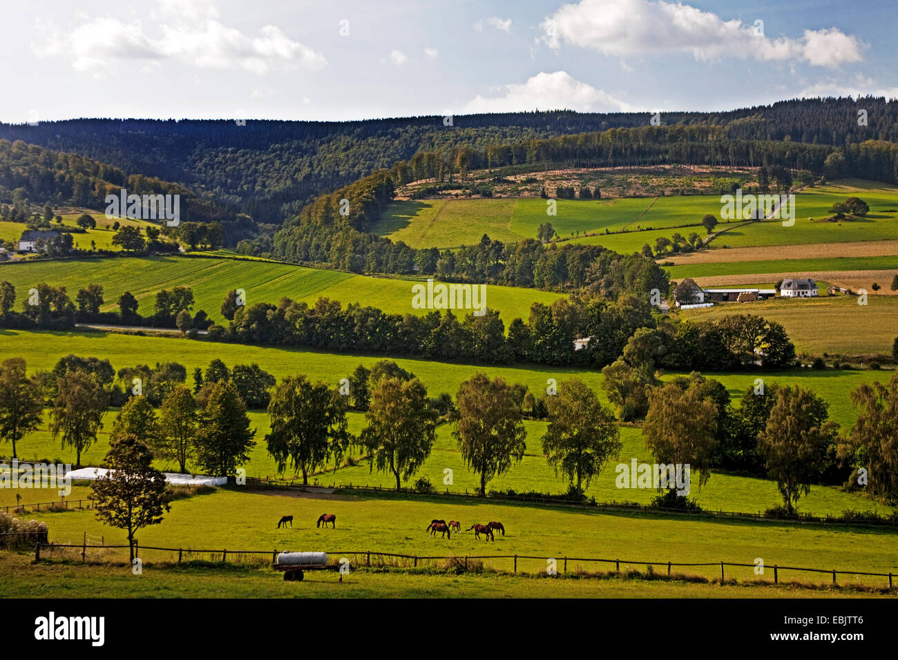 Feld und Wiese Landschaft des Mittelgebirges, Schmallenberg, Sauerland, Nordrhein-Westfalen, Deutschland Stockfoto