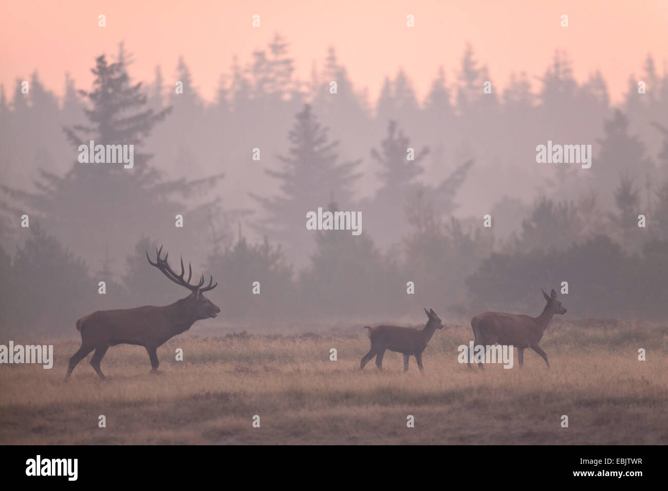 Rothirsch (Cervus Elaphus), Hirsch und Hirschkuh Kalb auf einer Wiese an einem Waldrand morgens Nebel, Dänemark, Jylland Stockfoto