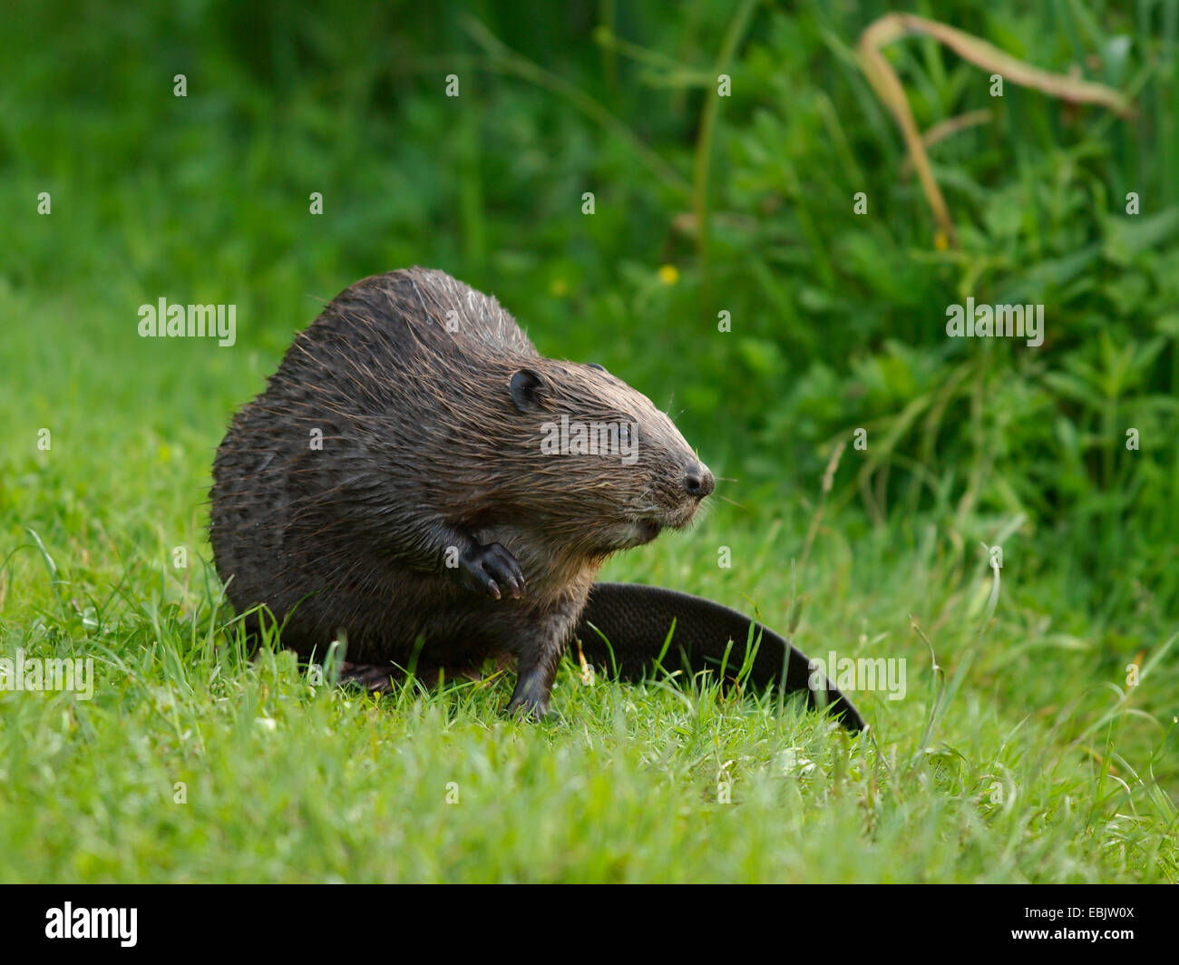 Eurasische Biber, europäische Biber (Castor Fiber), sitzen auf einer Wiese, Deutschland, Baden-Württemberg Stockfoto