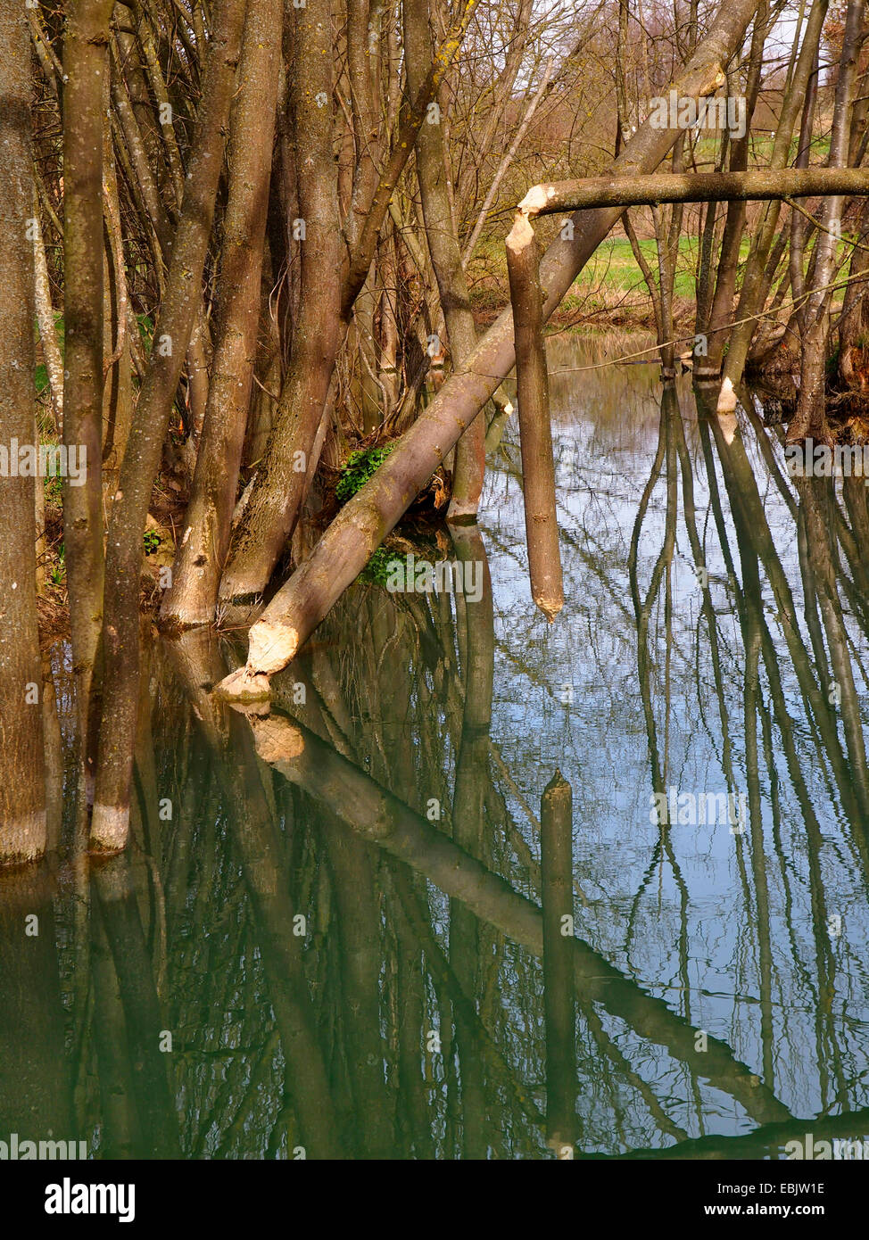 Eurasische Biber, europäische Biber (Castor Fiber), untergräbt eines Bibers auf Bäume stehen in einem Fluss in der Nähe der Küste, Deutschland, Baden-Württemberg Stockfoto
