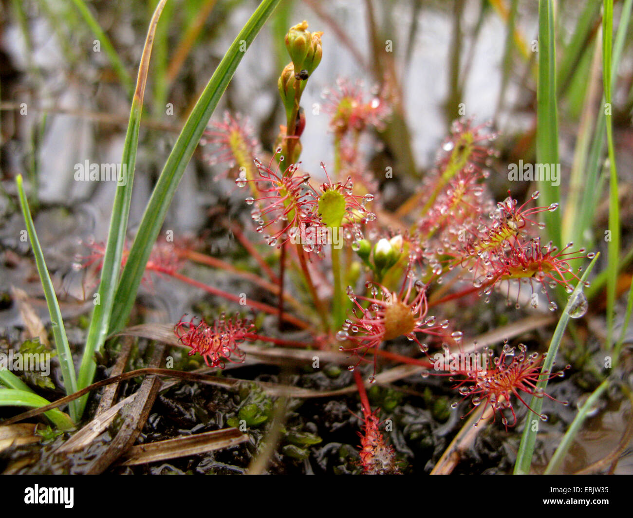 lange-leaved Sonnentau, länglich-leaved Sonnentau, Löffel-leaved Sonnentau (Drosera Intermedia), Blätter mit Drüsen, Deutschland, Nordrhein-Westfalen Stockfoto