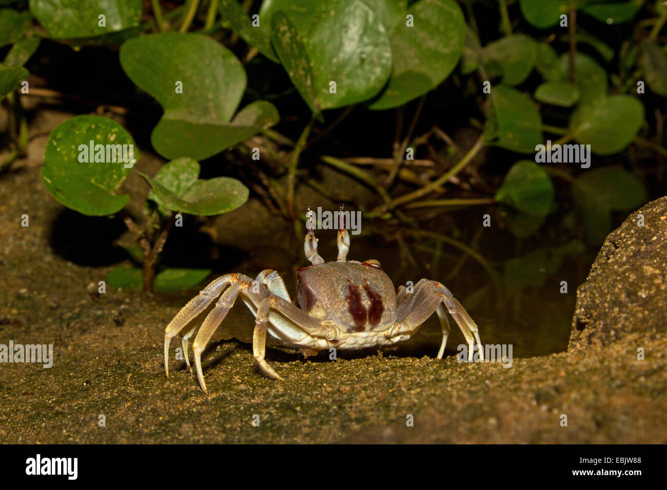 Ghost-Krabbe, Fiedlerkrabbe (Ocypode Ceratophthalmus, Ocypode Ceratophthalma), am Strand, Thailand, Phuket Stockfoto