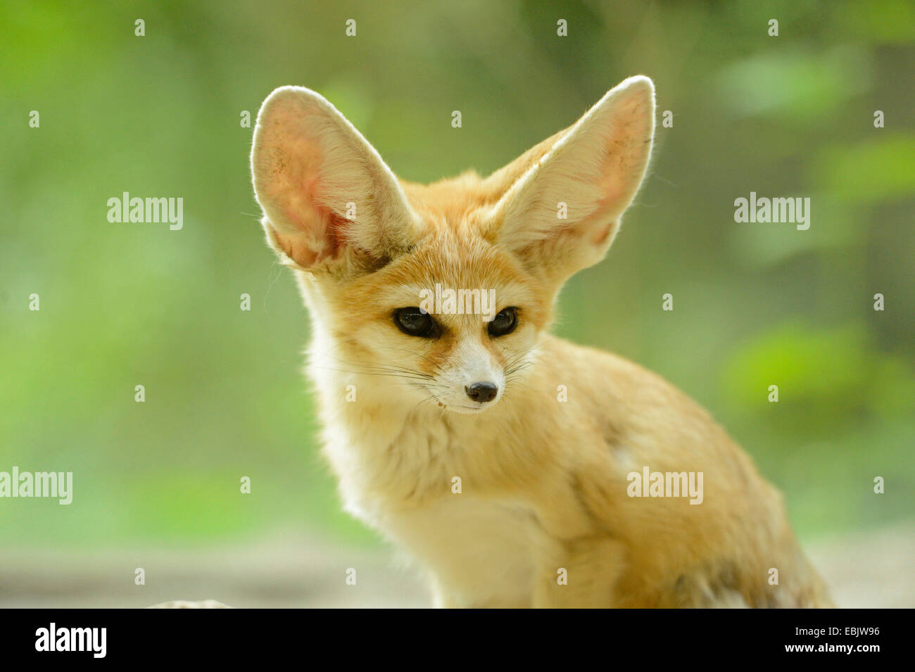 Fennec Fox (Fennecus Zerda, Vulpes Zerda), Porträt Stockfoto