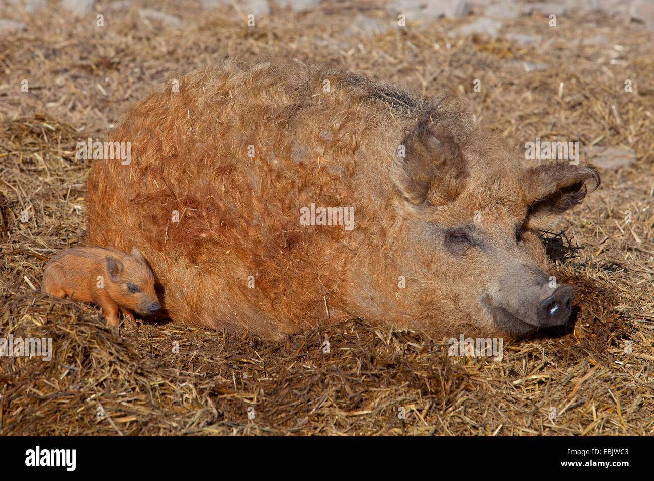 Wolligen Schwein (Sus Scrofa F. Domestica), ungarische wolligen Schwein liegend mit einem Schweinchen im Stroh Stockfoto