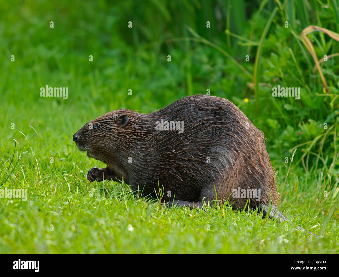 Eurasische Biber, europäische Biber (Castor Fiber), sitzen auf einer Wiese, Deutschland, Baden-Württemberg Stockfoto