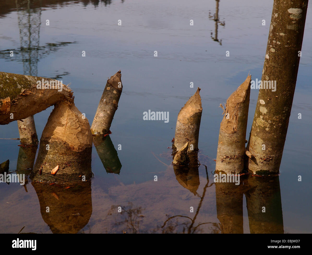 Eurasische Biber, europäische Biber (Castor Fiber), untergräbt eines Bibers auf Bäume stehen in einem Fluss in der Nähe der Küste, Deutschland, Baden-Württemberg Stockfoto