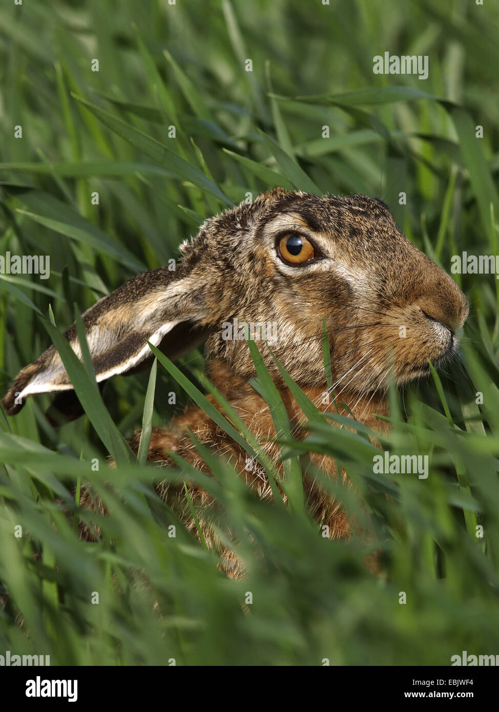 Feldhase (Lepus Europaeus), nur der Kopf sichtbar hohen Gras, Deutschland Stockfoto