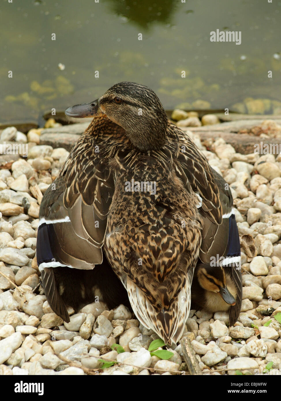 Stockente (Anas Platyrhynchos), weibliche sammeln die Küken unter den Flügeln, Deutschland Stockfoto