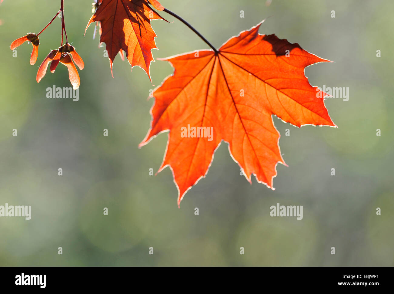 Spitz-Ahorn (Acer Platanoides), Herbst Blätter und Früchte bei Gegenlicht, Frankreich Stockfoto
