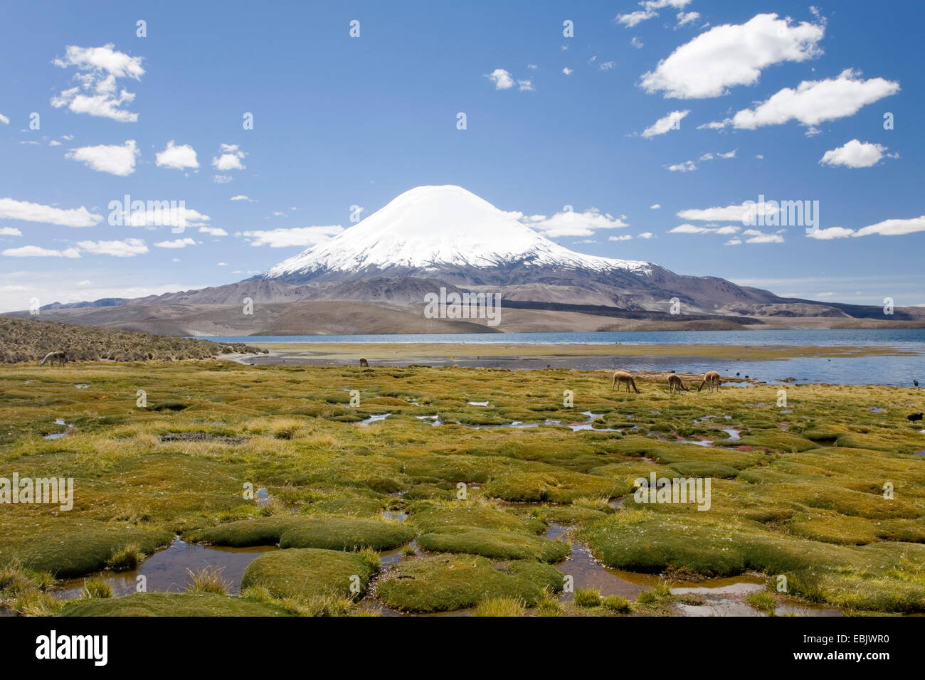 Lago Chungara mit Vulkan Parinacota im Nationalpark Lauca, Chile Stockfoto