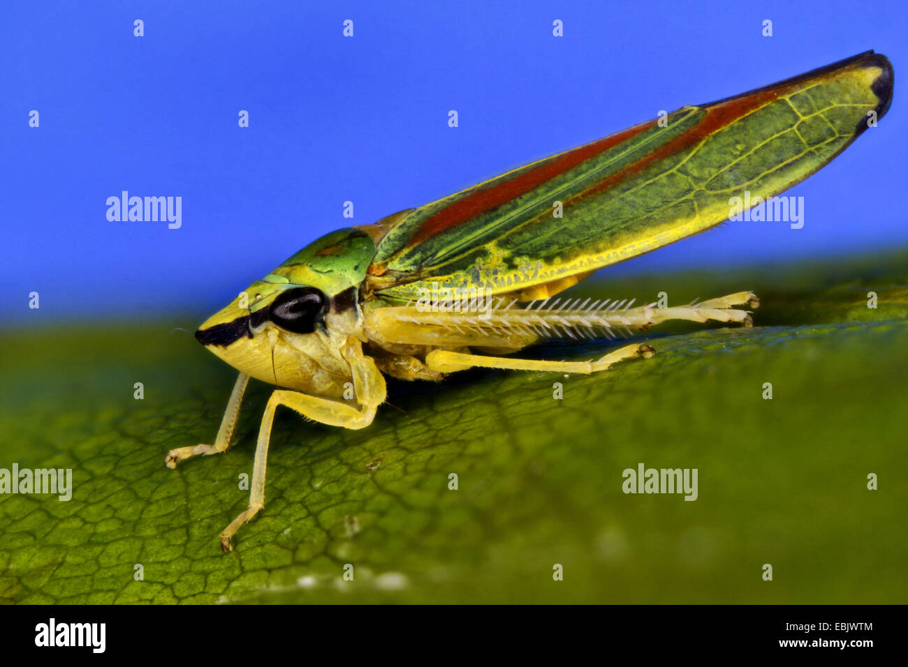 Redbanded Leafhopper (Graphocephala Coccinea, Graphocephala Fennahi), saugen an einem Rhododendron Blatt, Schweiz Stockfoto