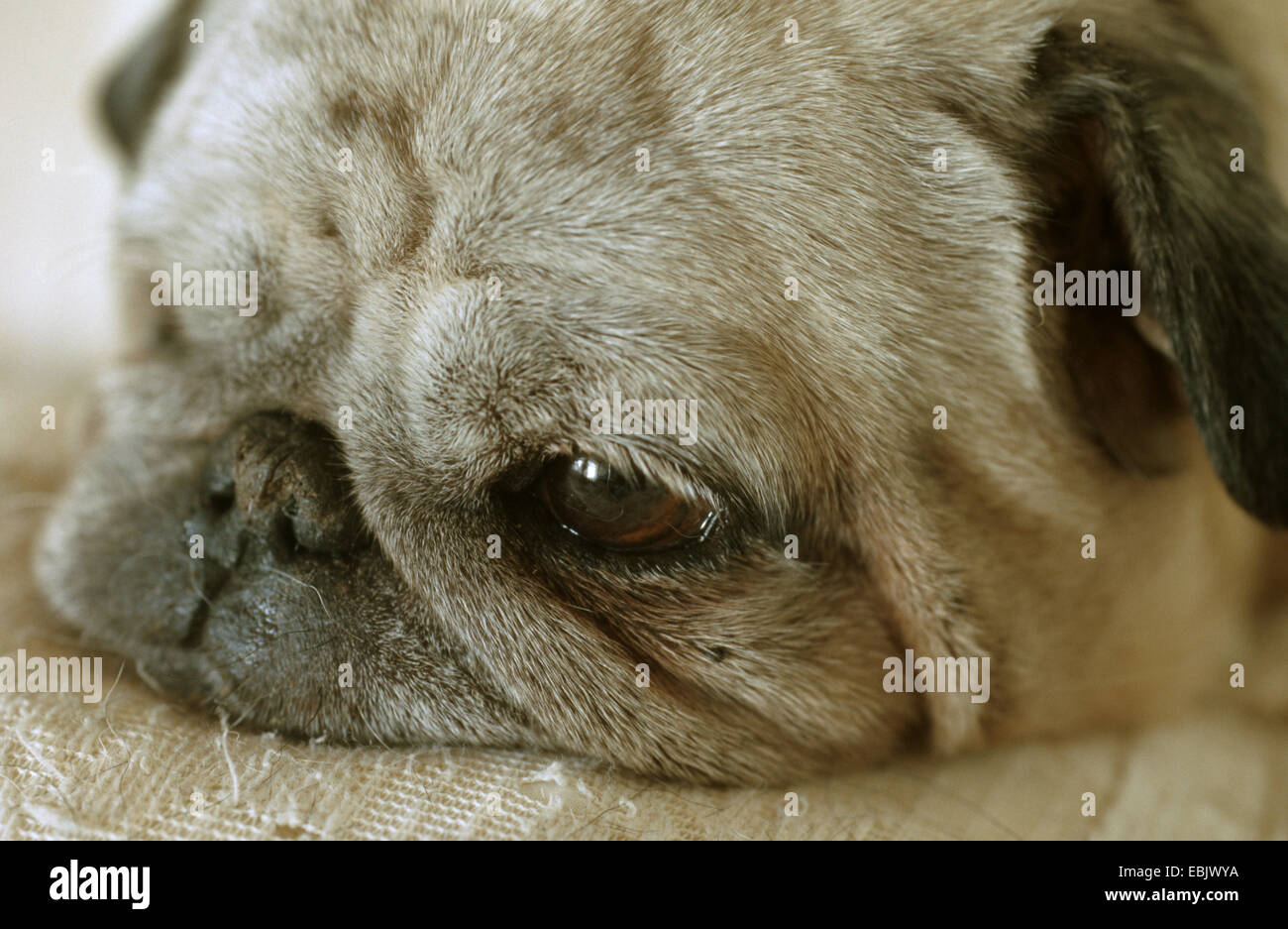 Mops (Canis Lupus F. Familiaris), Portrait eines sehr alten Mops Stockfoto