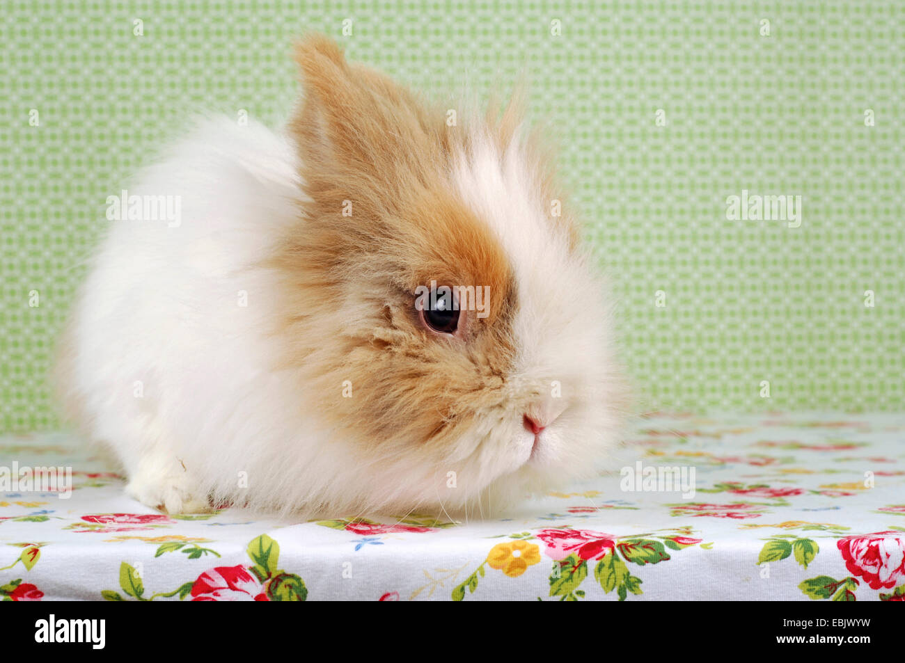 Uni-Toys Löwenkopf Kaninchen - Plüschtier 23cm Gold-weiß