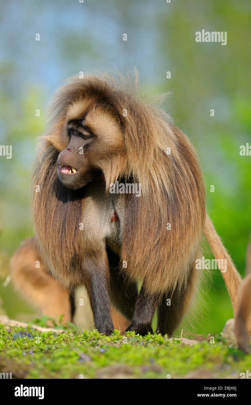 Gelada, Gelada Paviane (Theropithecus Gelada), dominante Männchen Stockfoto