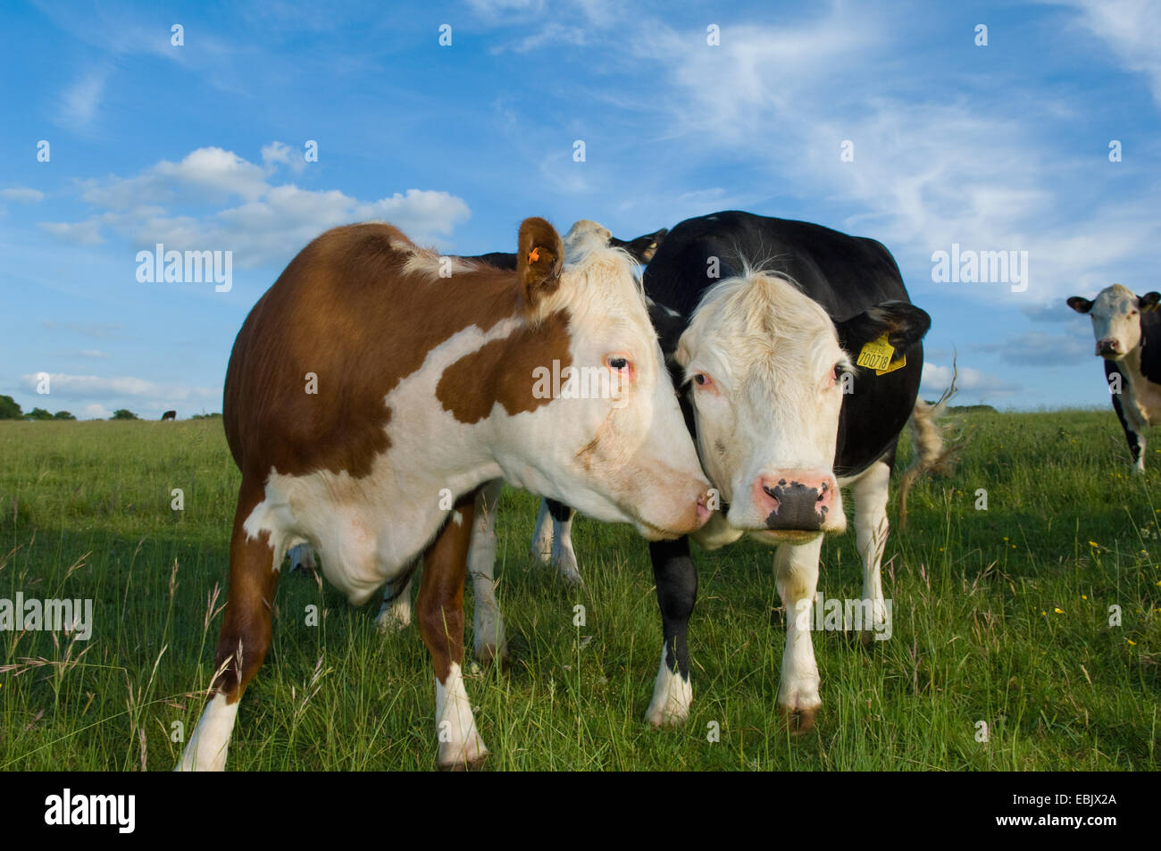 Porträt von Kühen im Feld Stockfoto