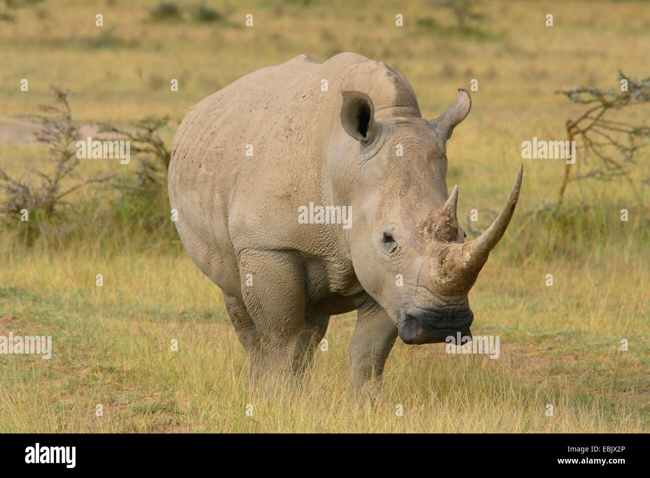 Breitmaulnashorn, Quadrat-lippige Rhinoceros grass Rhinoceros (Ceratotherium Simum), in der Savanne, Kenia Stockfoto