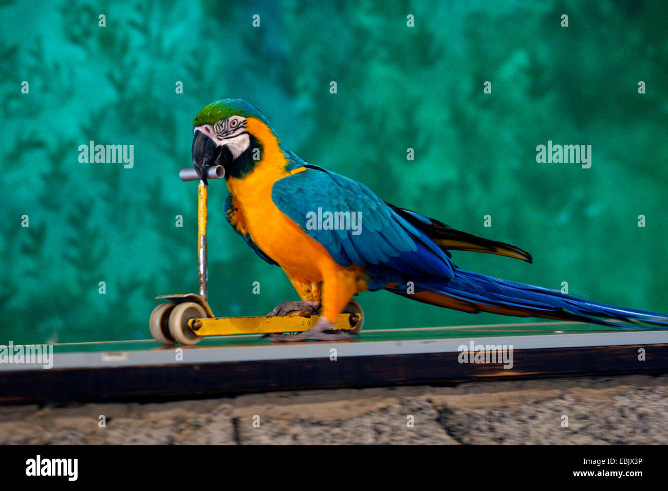Papagei mit scooter Stockfoto