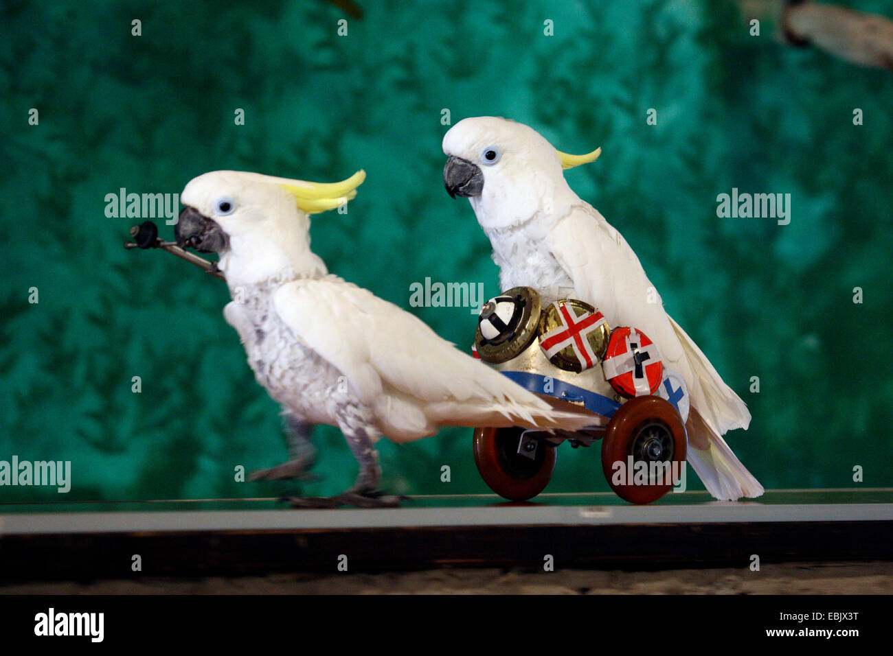 Papagei mit Auto Stockfoto