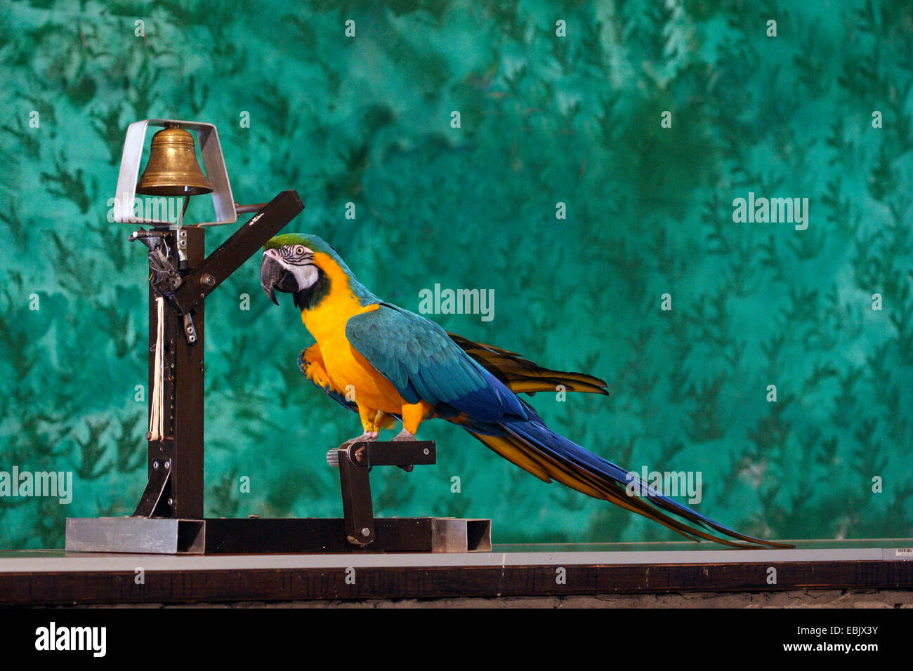 Papagei Glocke Stockfoto