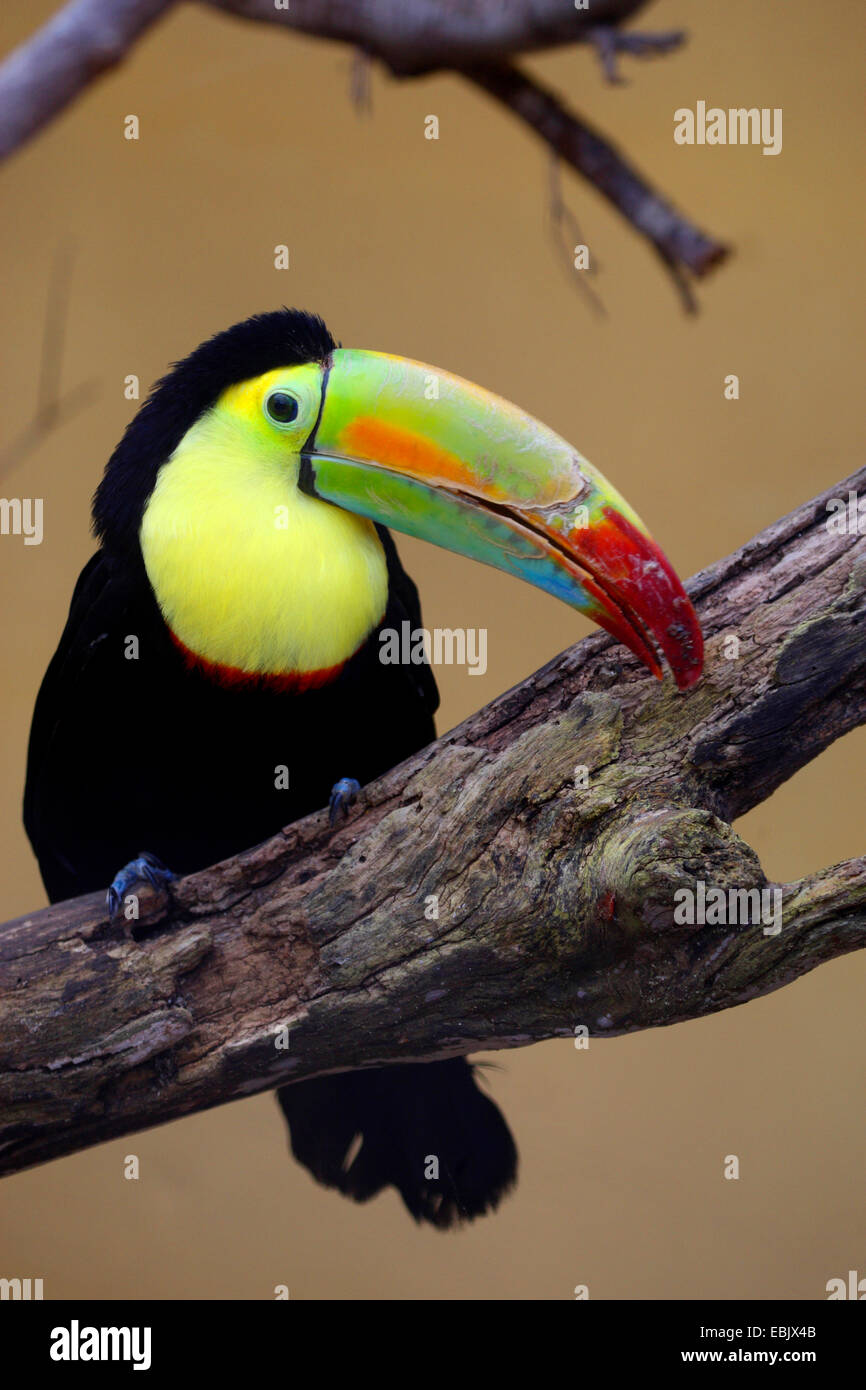 Kiel-billed Toucan (Ramphastos Sulfuratus), auf einem Ast Stockfoto