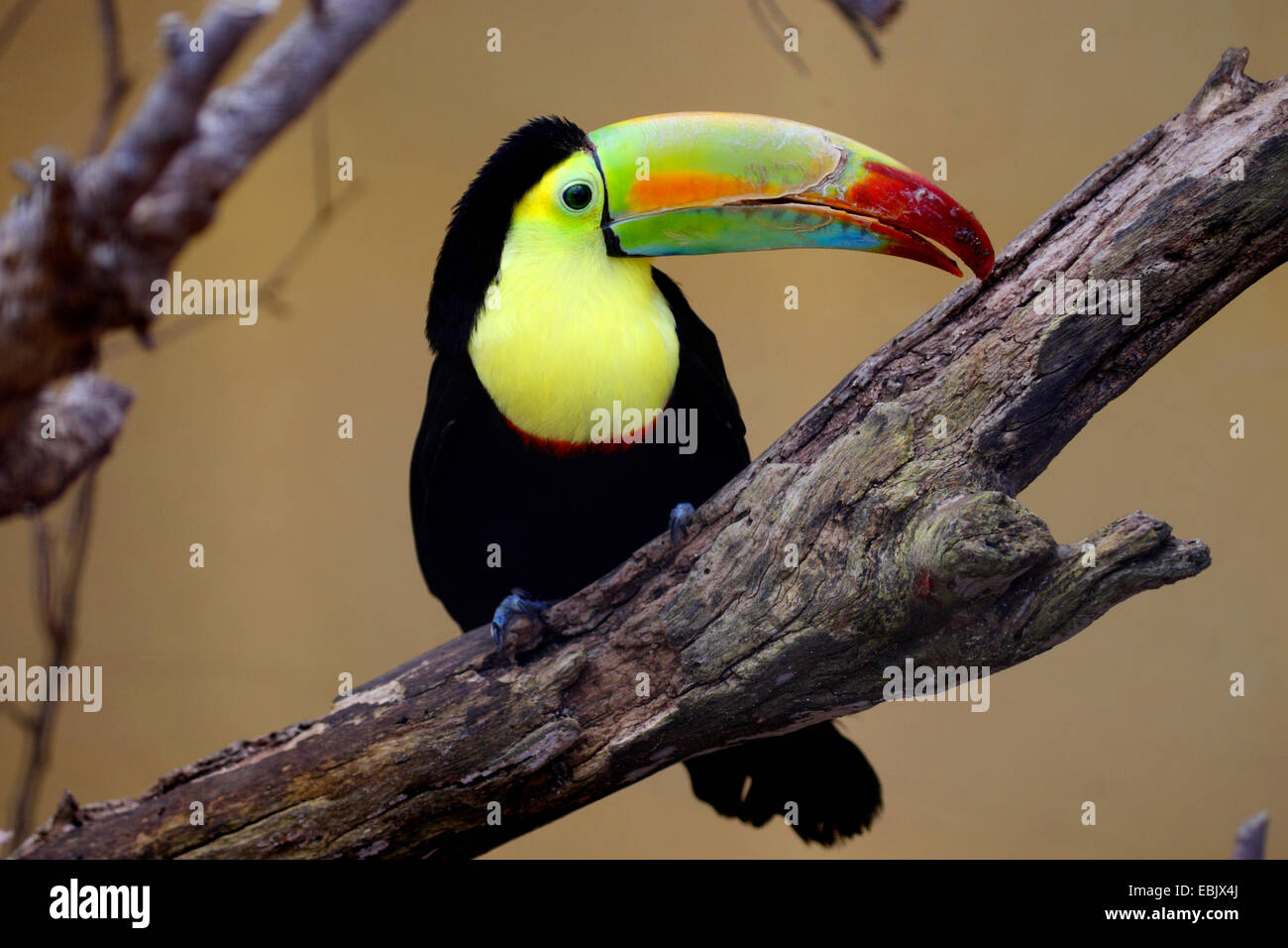 Kiel-billed Toucan (Ramphastos Sulfuratus), auf einem Ast Stockfoto