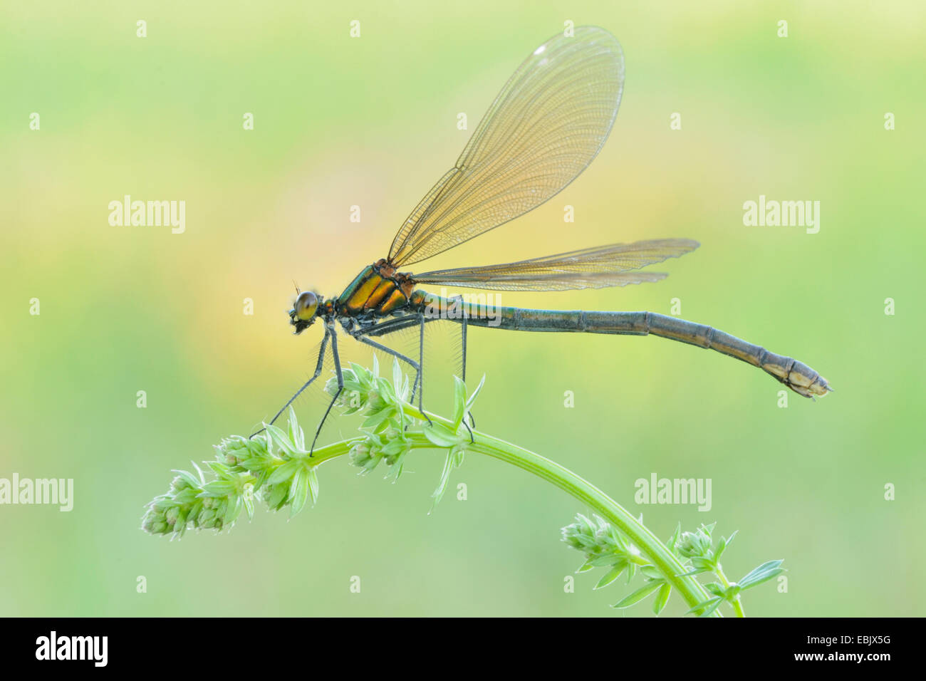 Bluewing, Prachtlibelle Agrios (Calopteryx Virgo), sitzen auf Labkraut, Deutschland Stockfoto