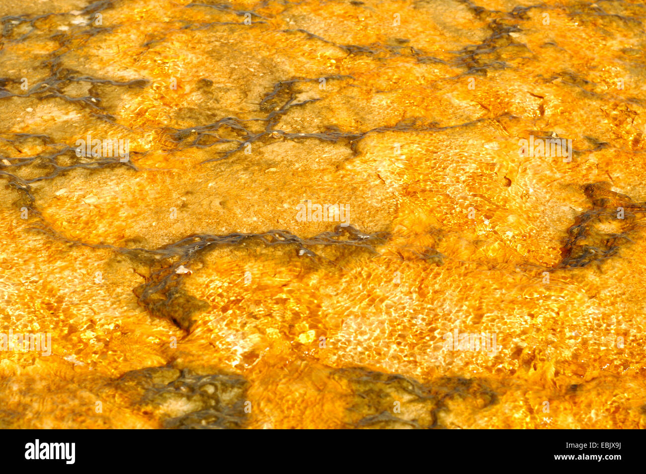 Keime und Algen in heißen Quellen, USA, Wyoming, Yellowstone-Nationalpark Stockfoto