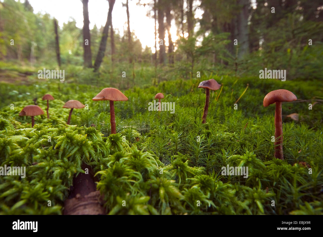 feuchten Ort auf einem Waldboden mit Sphagnum und Pilzen, Deutschland, Rheinland-Pfalz Stockfoto