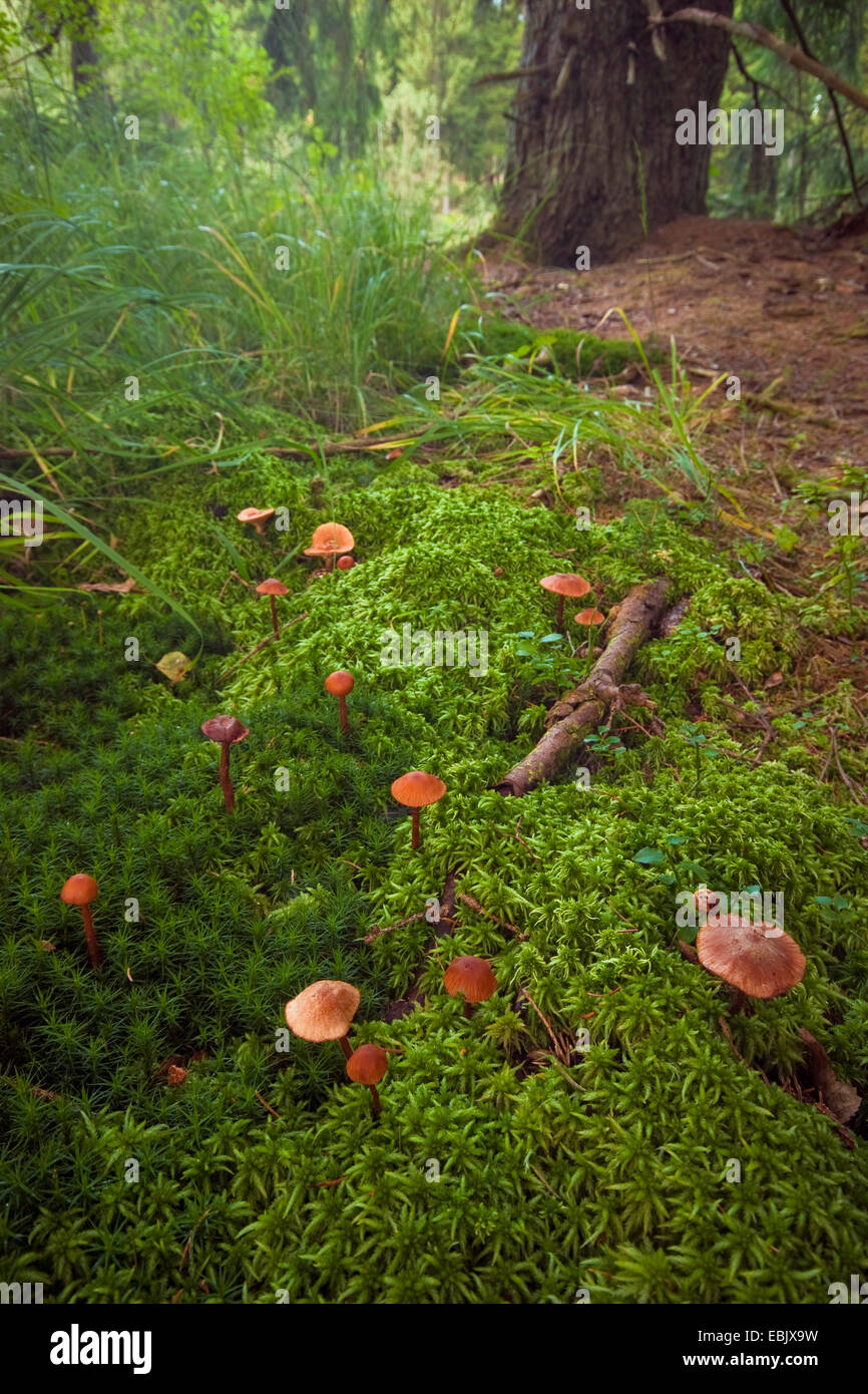 lila Moor-Grass (Molinia Caerulea), feuchten Ort auf einem Waldboden mit Sphagnum und Pilzen, Deutschland, Rheinland-Pfalz Stockfoto