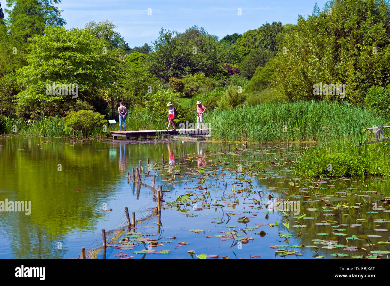 Besucher am Steg an einem Teich im Arboretum Ellerhoop, Deutschland, Schleswig-Holstein, Ellerhoop Stockfoto