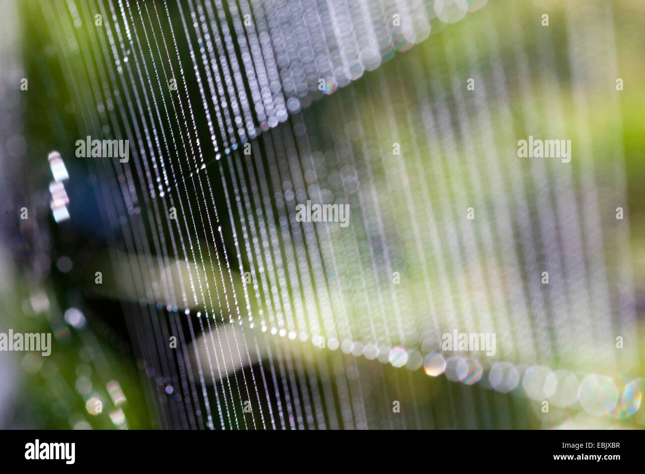 Spinnen-Netz mit Tautropfen funkeln im Sonnenlicht, Deutschland Stockfoto