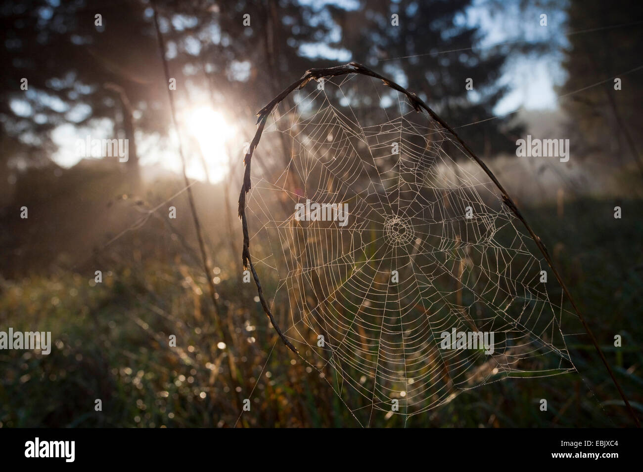 Cobweb bei Sonnenaufgang, Deutschland, Sachsen, Vogtlaendische Schweiz Stockfoto