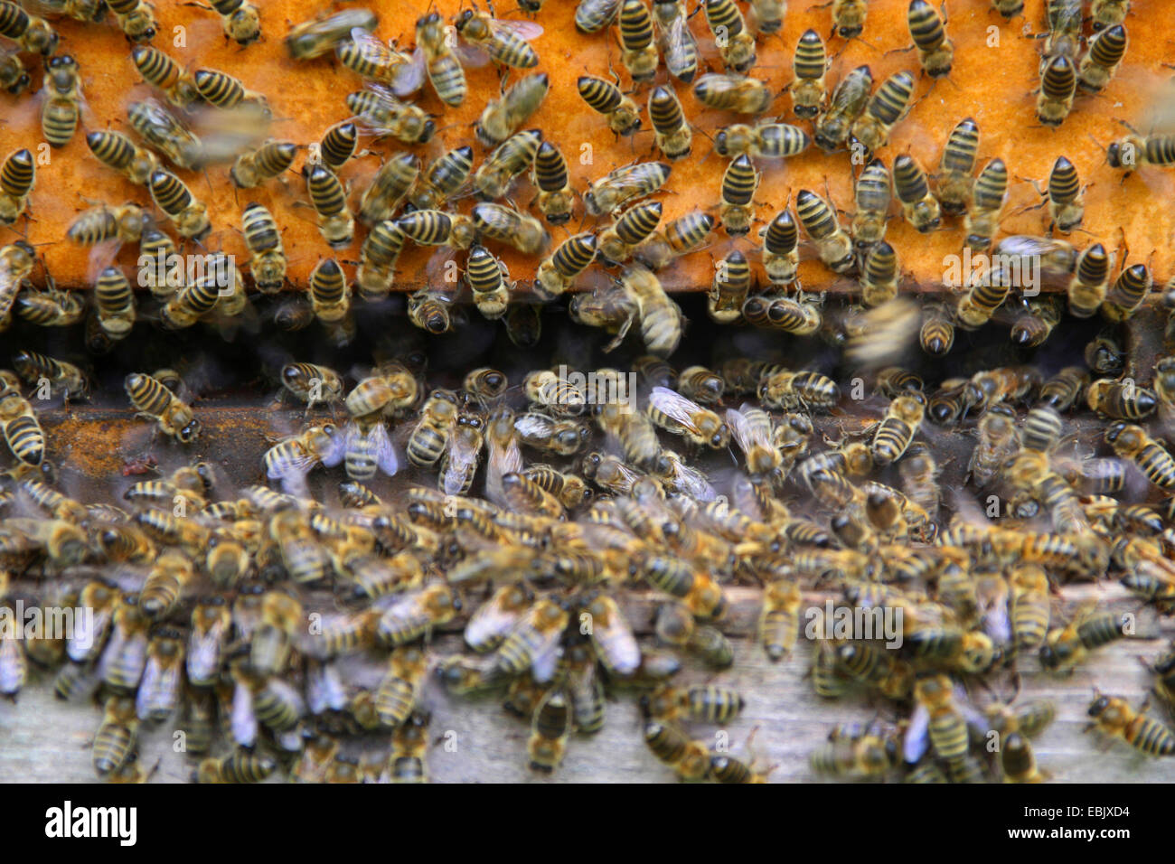 Honigbiene, Bienenkorb Biene (Apis Mellifera Mellifera), Bienen im Bienenstock, Deutschland, Nordrhein-Westfalen Stockfoto