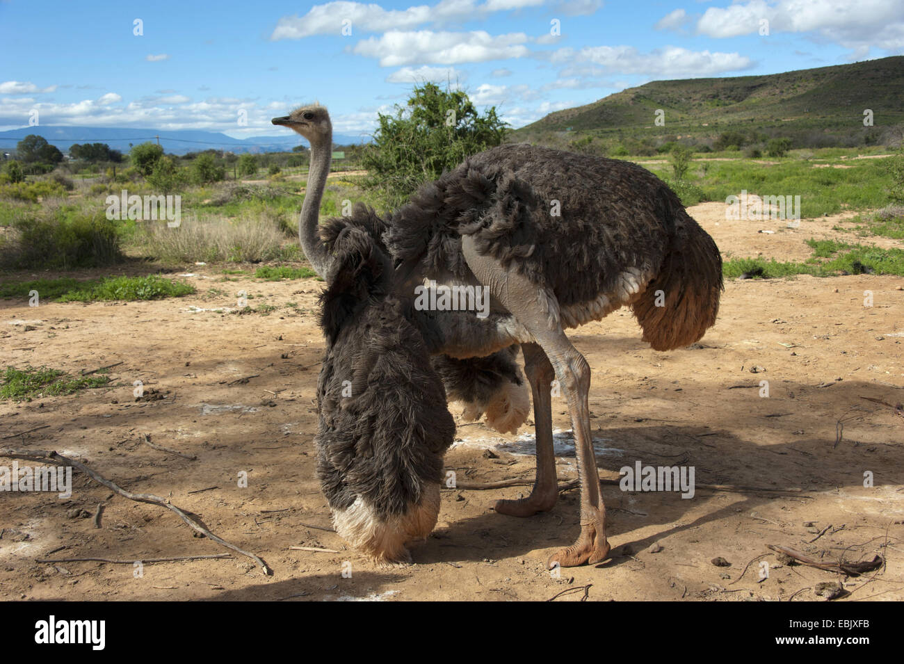 Strauß (Struthio Camelus), side View, Südafrika, Western Cape Stockfoto