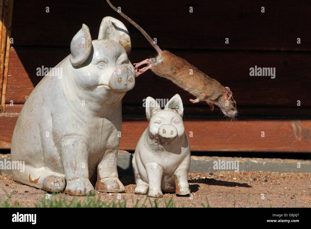 Gewöhnliche Braune Ratten Stockfotos & Gewöhnliche Braune