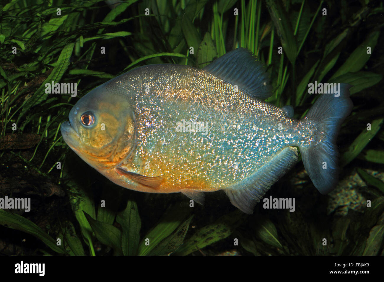 konvex-headed Piranha, Natterer Piranha, roter Piranha, rote Piranhas (Serrasalmus Nattereri, Pygocentrus Nattereri, Rooseveltiella Nattereri), Schwimmen unter Wasserpflanzen Stockfoto