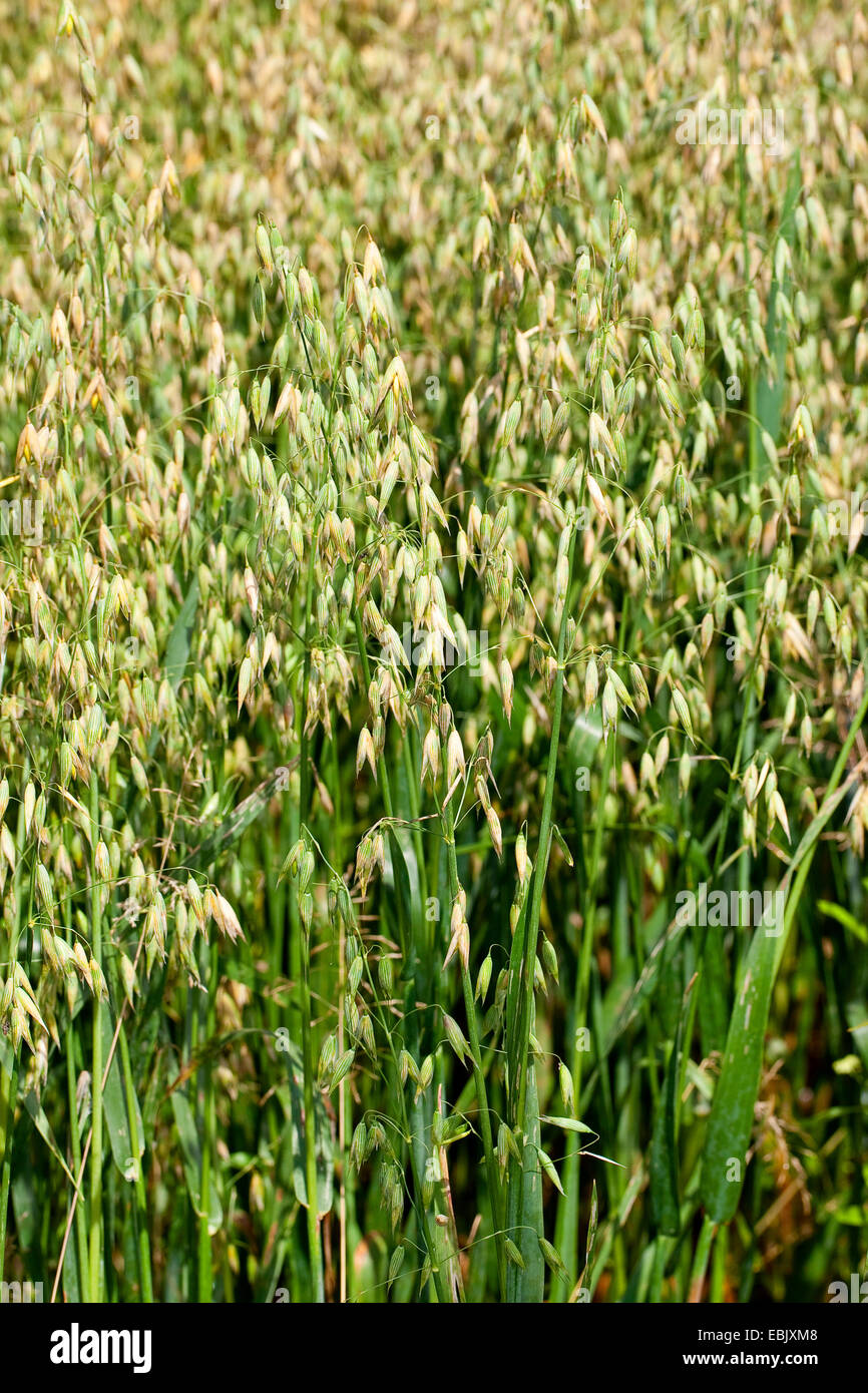 kultiviert, Hafer, gemeinsame Hafer (Avena Sativa), Hafer Feld, Deutschland Stockfoto