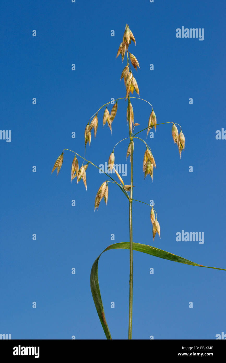 angebauten Hafer, gemeinsame Hafer (Avena Sativa), gegen blauen Himmel Stockfoto