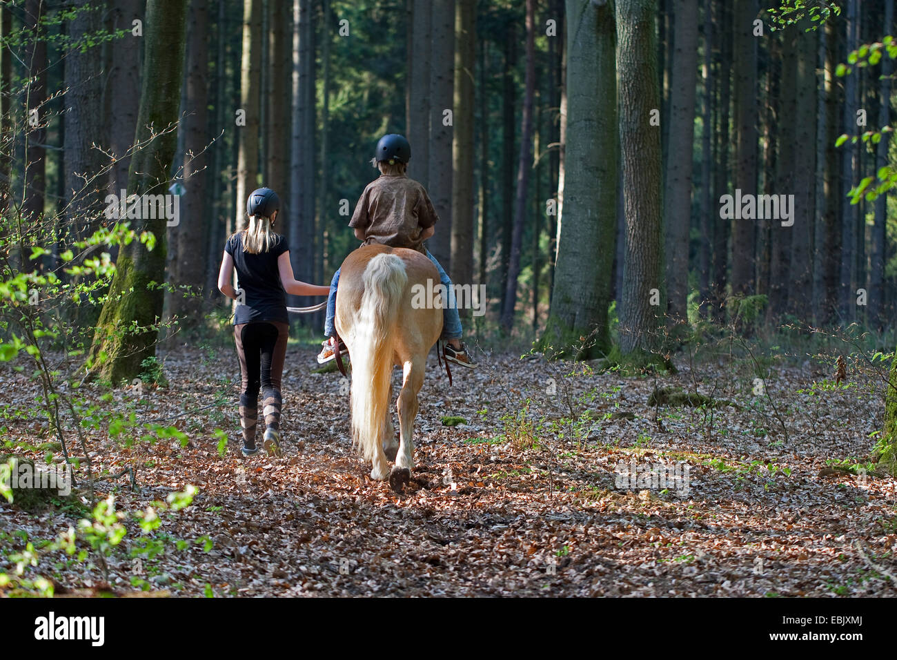 inländische Pferd (Equus Przewalskii F. Caballus), junge Mädchen zu Fuß neben Reiten junge durch den Wald, Deutschland Stockfoto