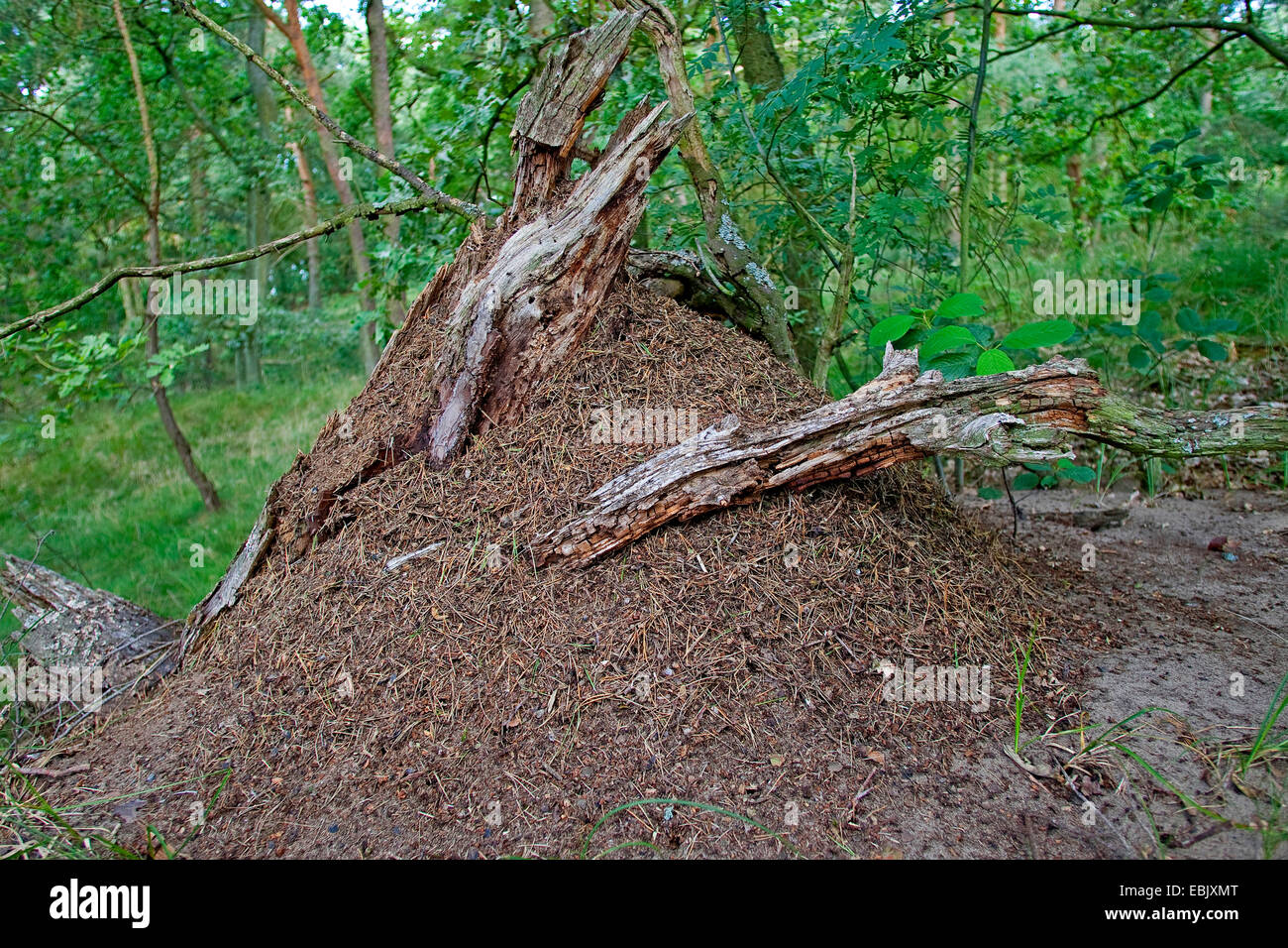 Holz-Ameisen (Formica spec.), Ameisenhaufen im Wald, Deutschland Stockfoto