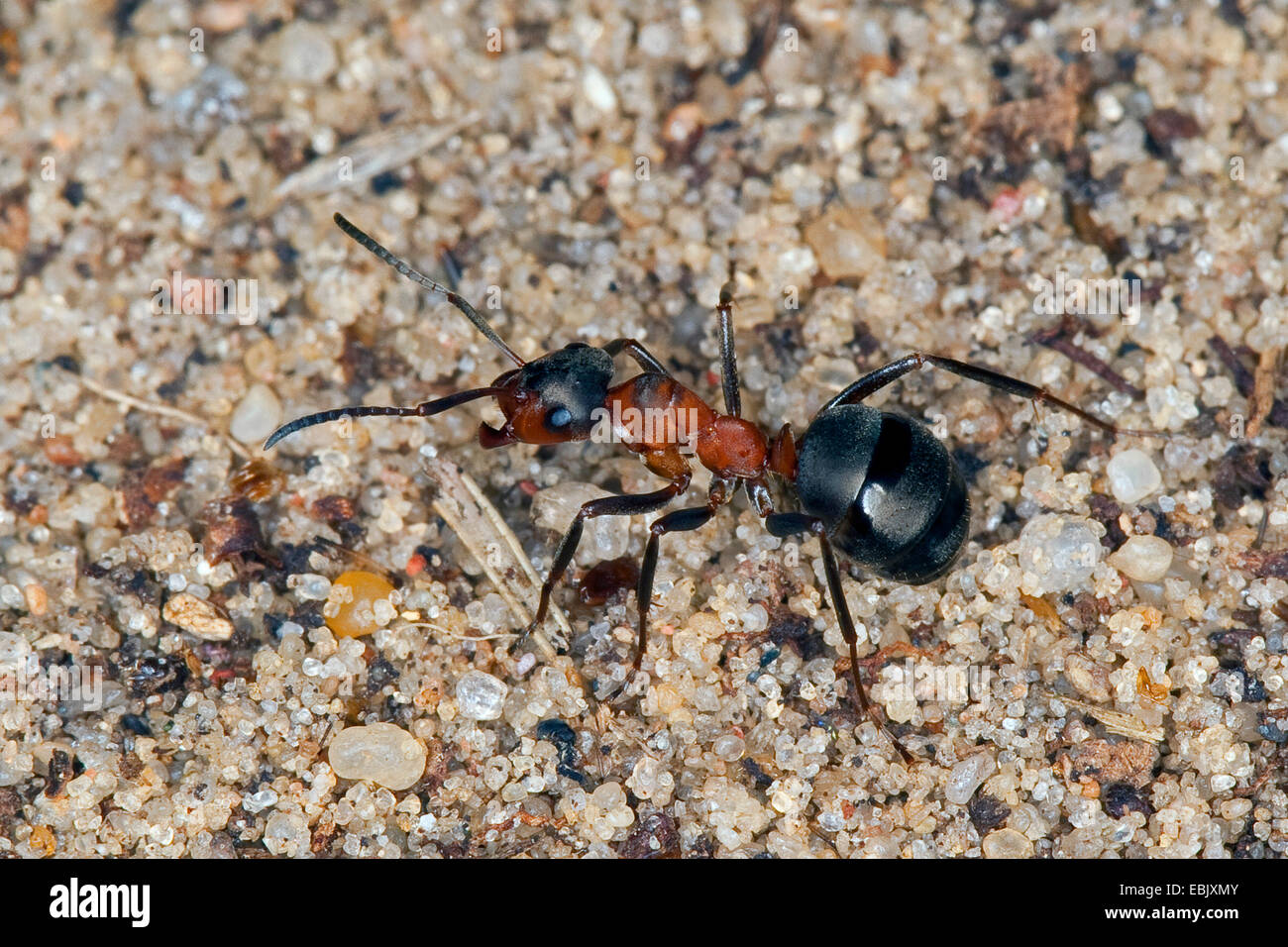 Holz-Ameisen (Formica spec.), Formica Rufa und Formica Polyctena, auf dem Boden, Deutschland Stockfoto