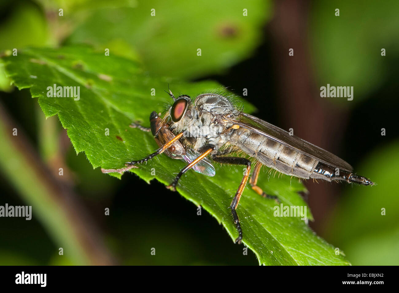 Robberfly, Räuber-Fly (Neoitamus vgl. Cyanurus), Weibchen mit Beute auf einem Blatt, Deutschland Stockfoto
