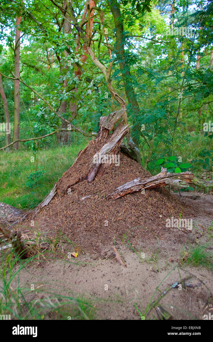 Holz-Ameisen (Formica spec.), Ameisenhaufen im Wald, Deutschland Stockfoto