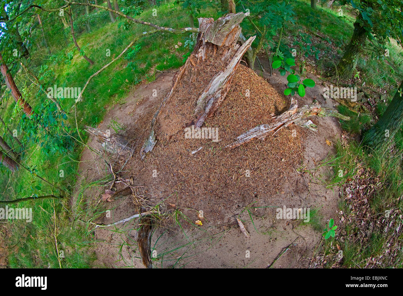 Holz-Ameisen (Formica spec.), Ameisenhaufen in einem Wald von oben, Deutschland Stockfoto