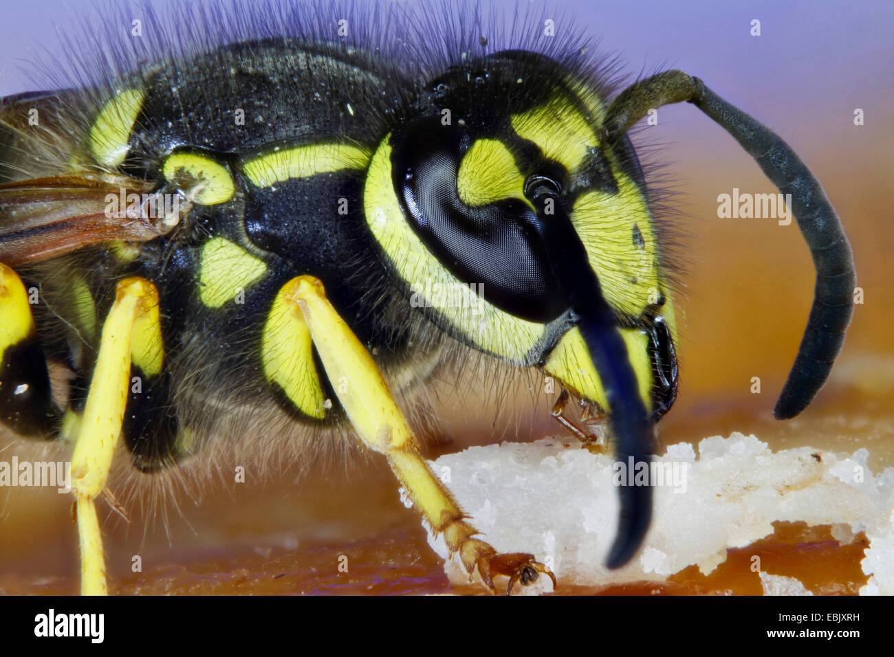 Deutsche Wespe (Vespula Germanica, Paravespula Germanica), auf der Torte, Deutschland, Mecklenburg-Vorpommern Stockfoto