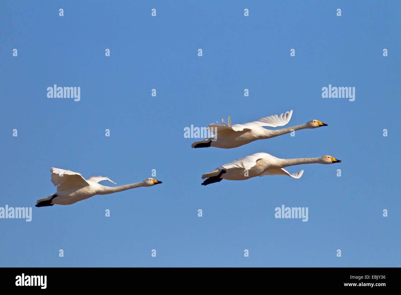 Singschwan (Cygnus Cygnus), drei Personen fliegen, Deutschland, Schleswig-Holstein Stockfoto
