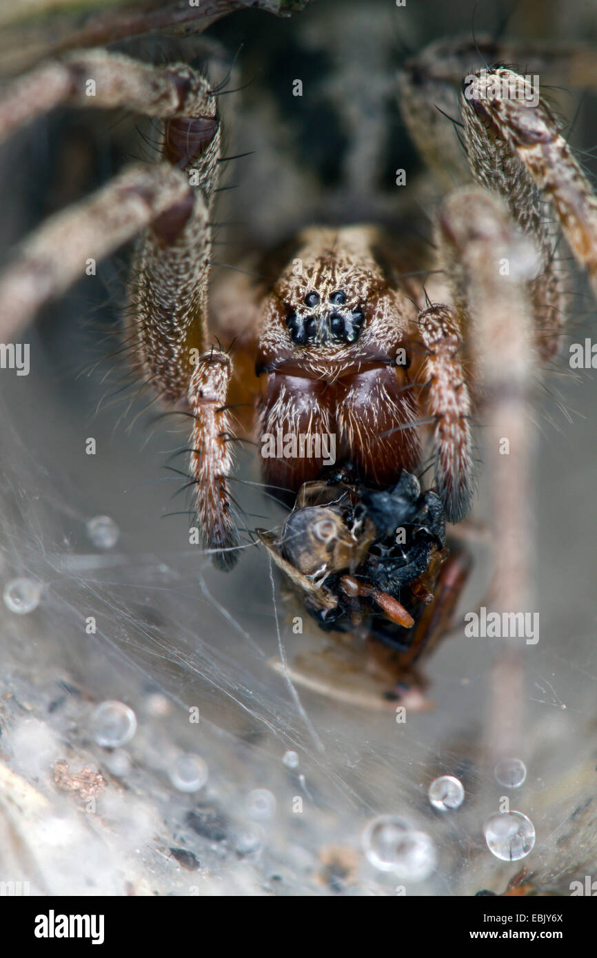 Gräser Trichter-Weber, Labyrinth Spider (Agelena Labyrinthica), mit Beute im Rohr Web, Dänemark Stockfoto