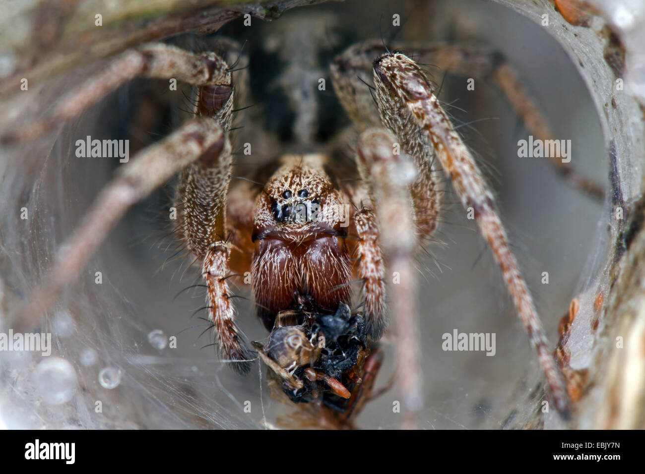 Gräser Trichter-Weber, Labyrinth Spider (Agelena Labyrinthica), mit Beute im Rohr Web, Dänemark Stockfoto